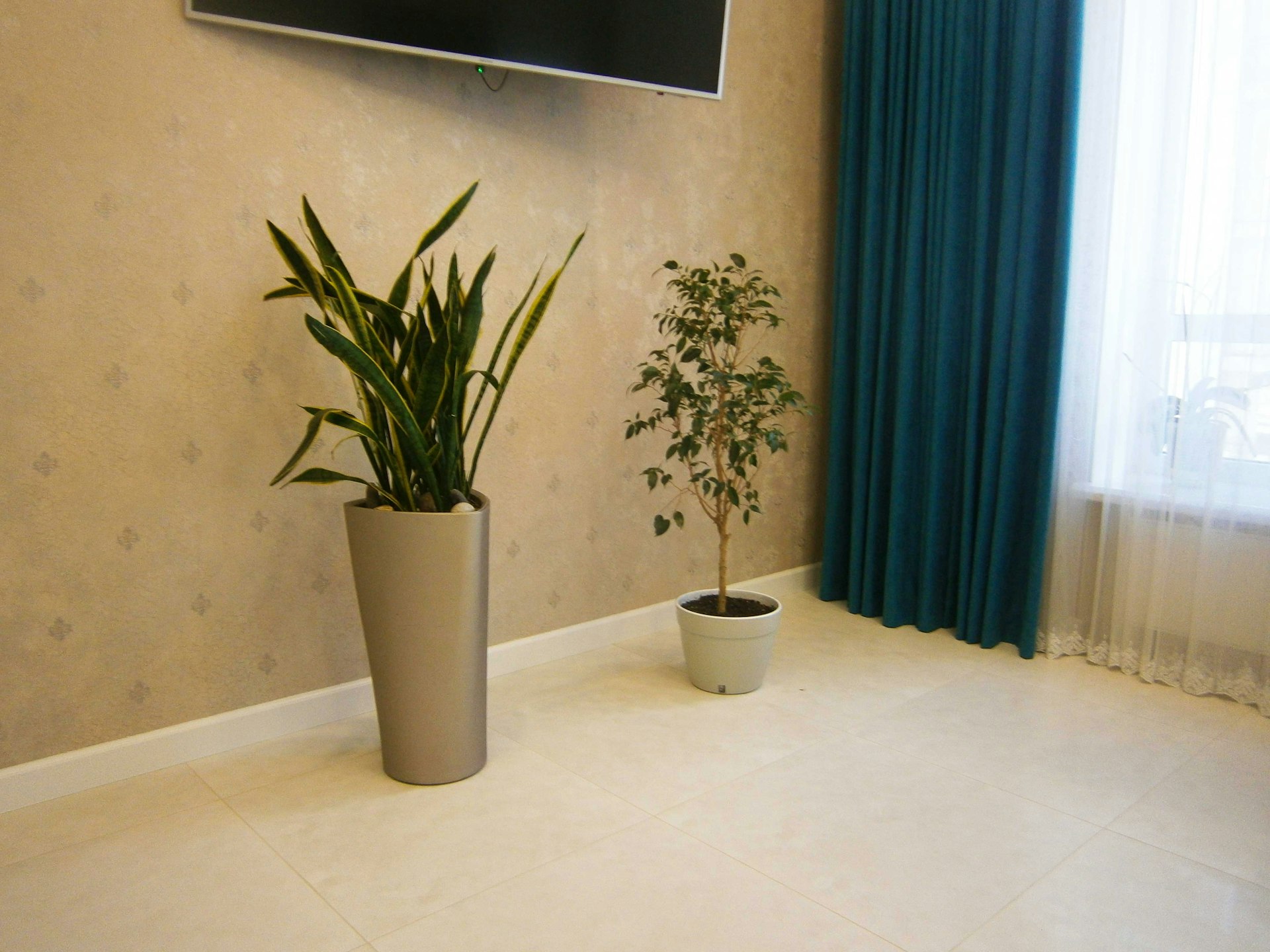 two plants inside pot